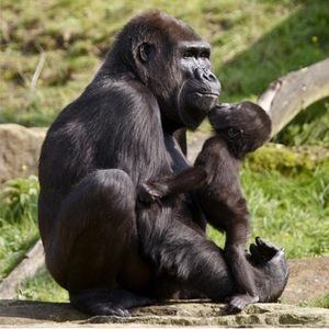 Meet your Posher, Shaadi